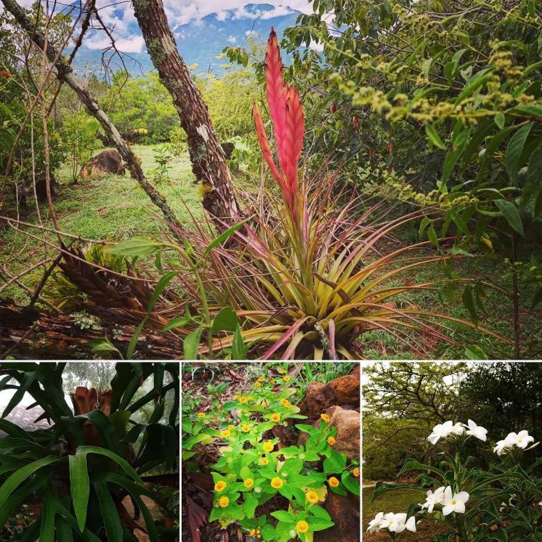 باريكارا El Paraiso Posada Finca San Vicente المظهر الخارجي الصورة
