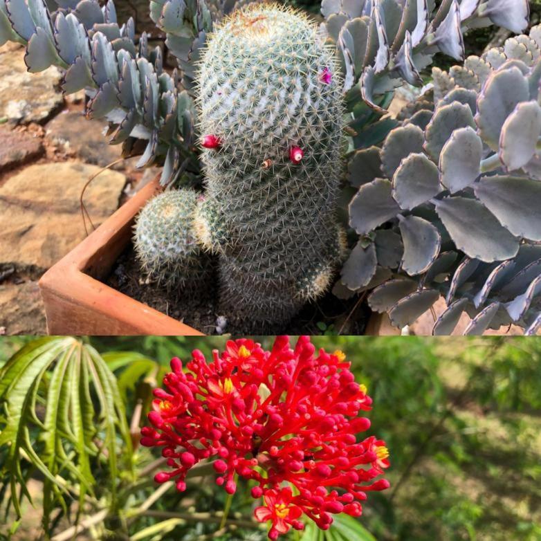 باريكارا El Paraiso Posada Finca San Vicente المظهر الخارجي الصورة